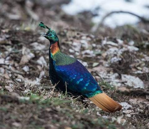 Fazanten, Oktober, Meerdere dieren