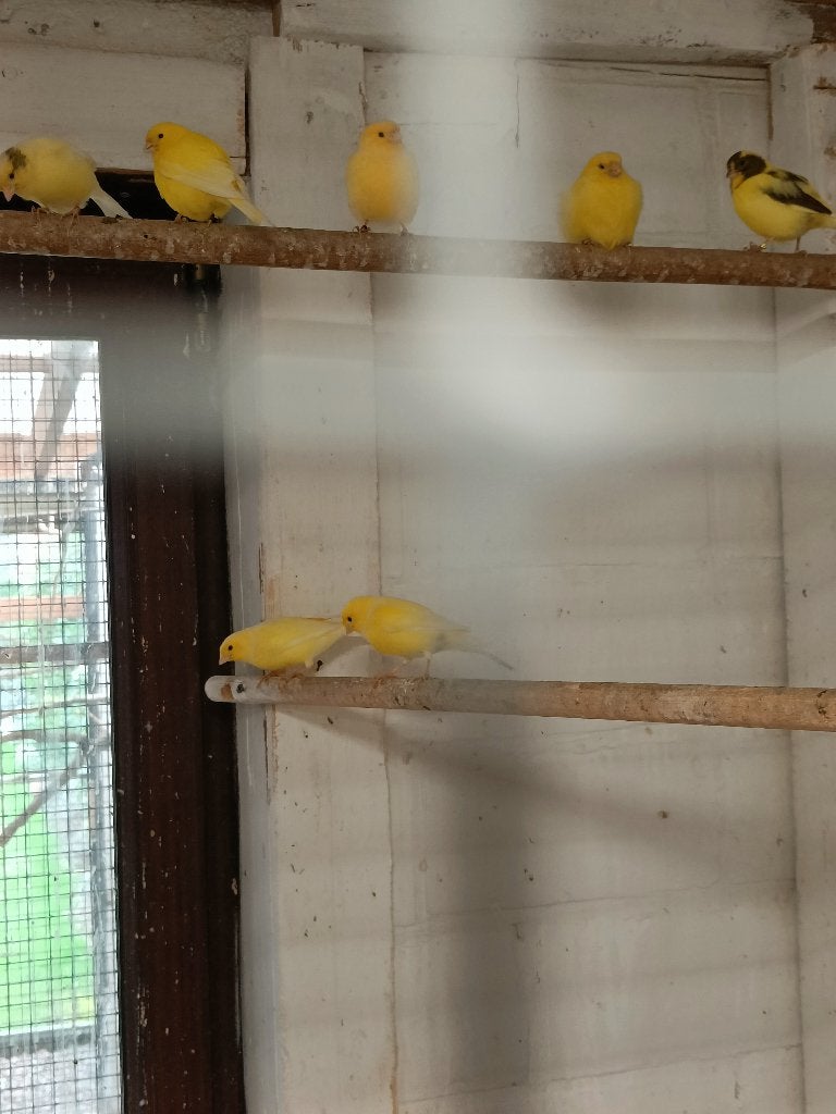 kanaries, Dieren en Toebehoren, Meerdere dieren, Kleurkanarie