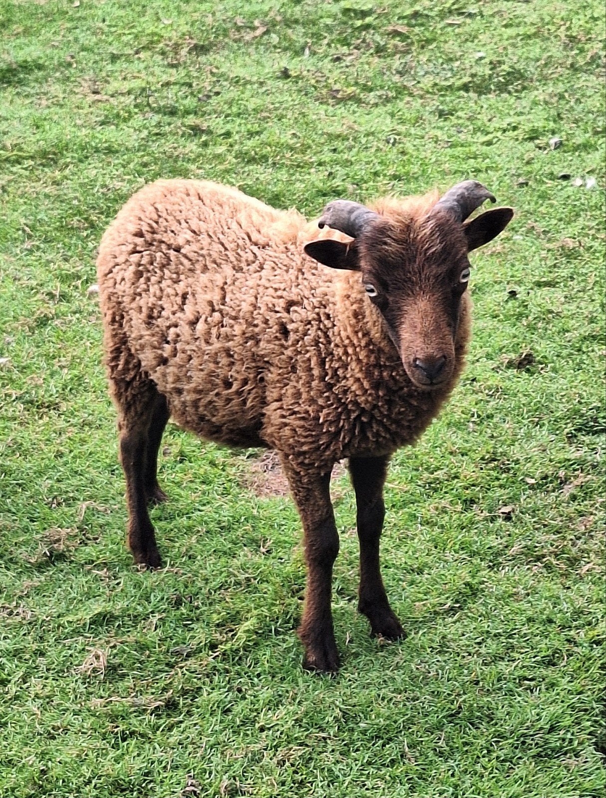 Ouessant ram lammetje, Mannelijk, Schaap, 0 tot 2 jaar