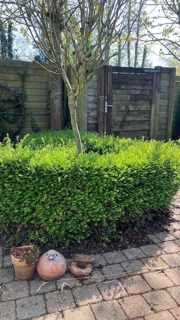 Lonicera struiken, Ophalen, Buxus, Haag