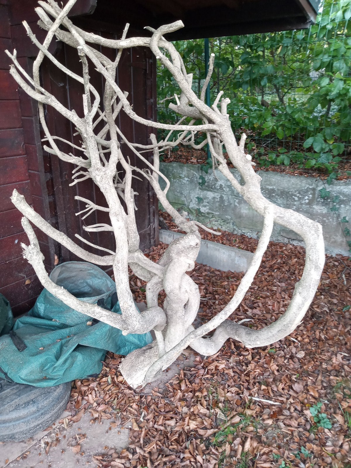 av. arbre bui pour sculter garnir pour Halloween, Noël, Bricolage & Construction, Neuf, 50 mm ou plus, Enlèvement ou Envoi, Moins de 200 cm