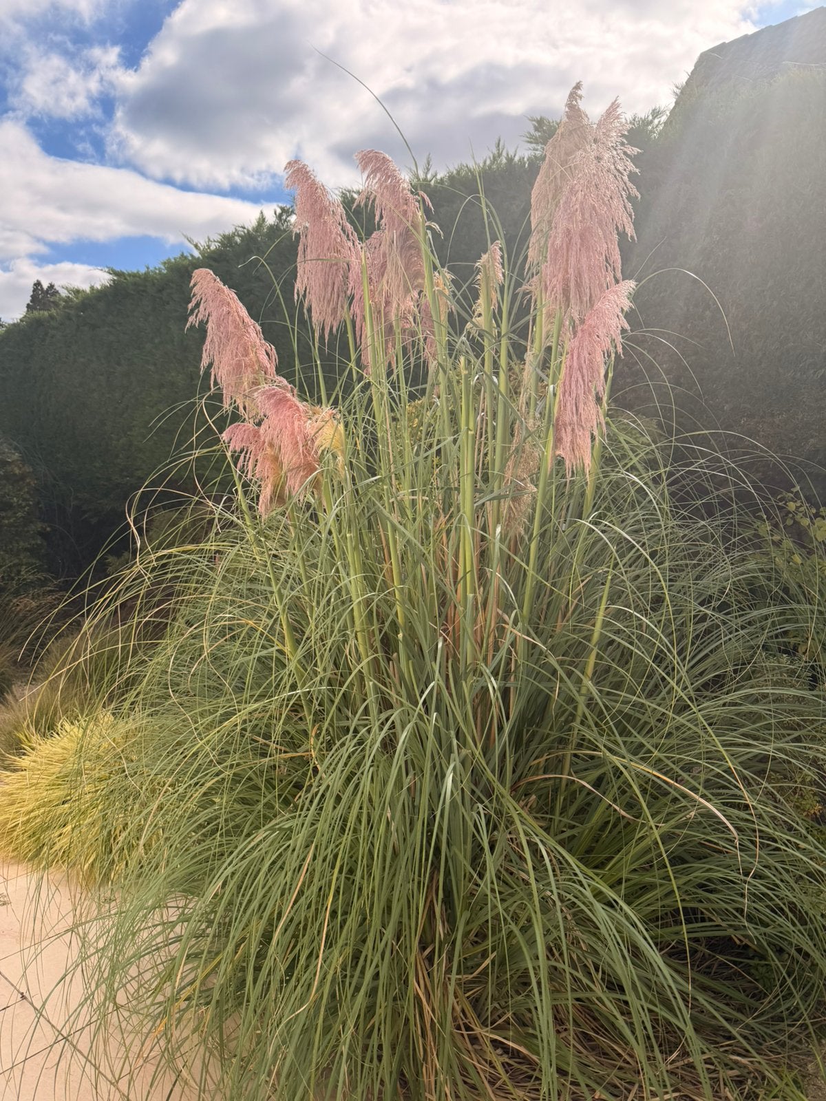 Herbe de la pampa - décoration, Enlèvement
