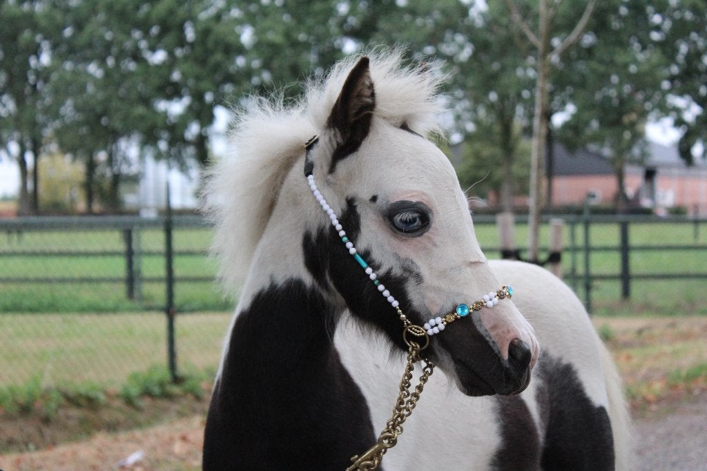 AMHA / NMPRS hengst, Étalon, Poney A (jusqu'à 1.17 m), Avec puce électronique, 0 à 2 ans