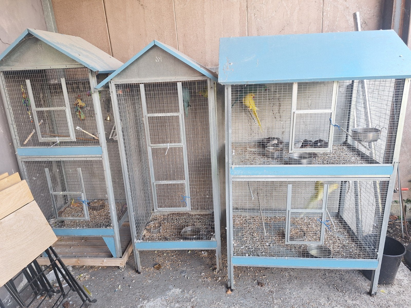 3 koppels halsbandparkieten met 3 kooien, Enlèvement