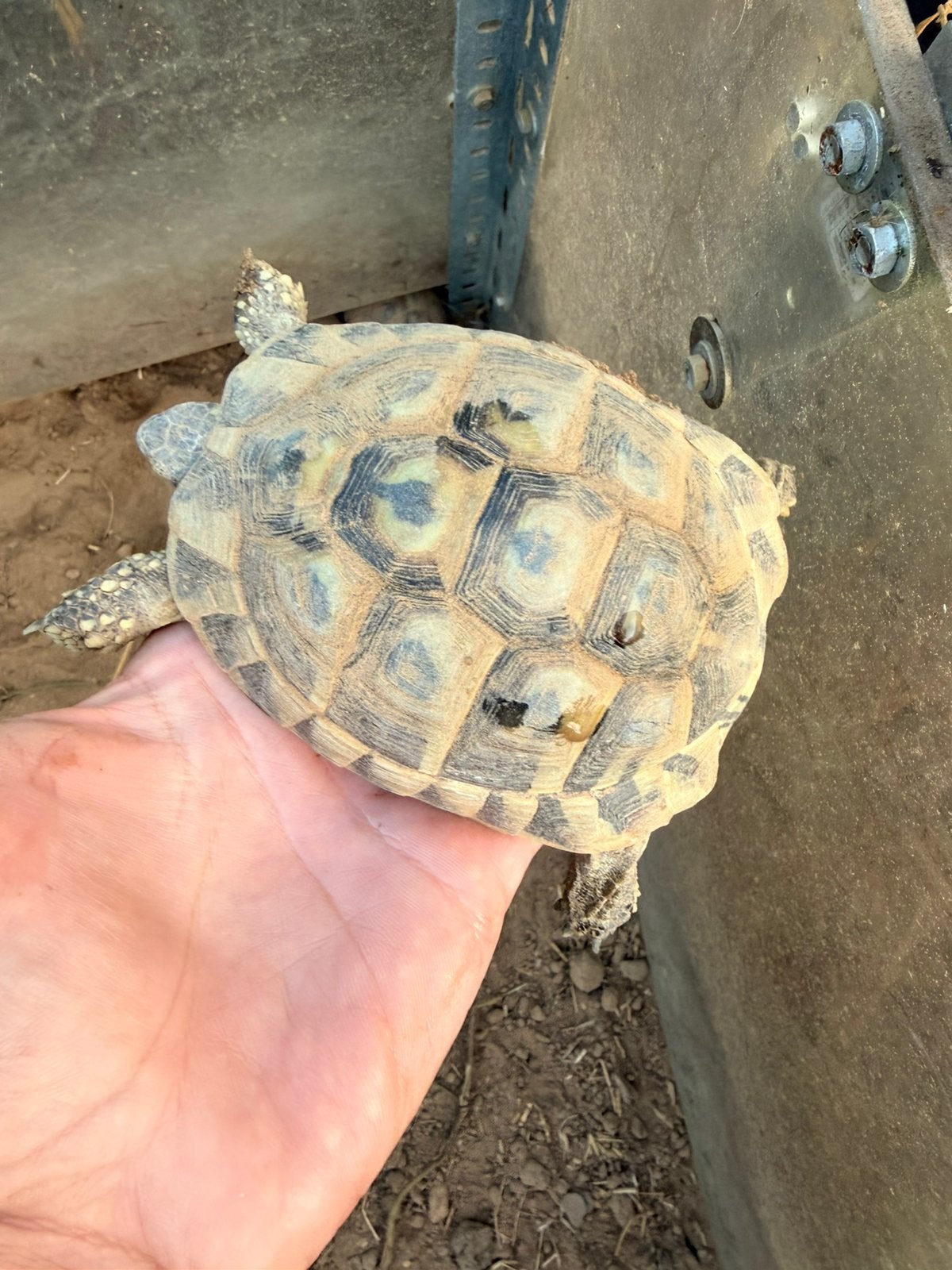 Tortue herman boettgeri, Animaux & Accessoires, Reptiles & Amphibiens, Tortue