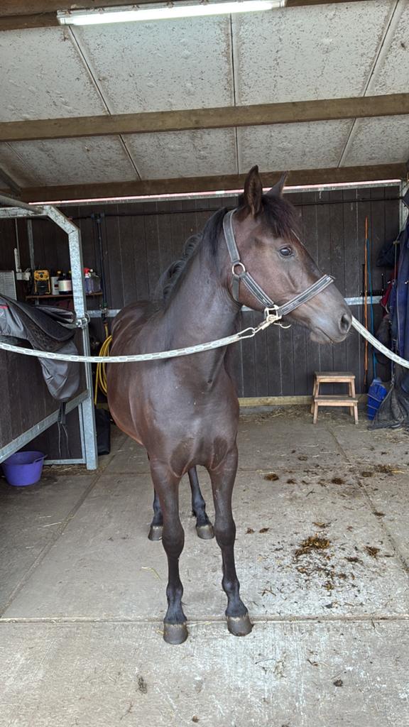 2 jarige merrie te koop, Moins de 160 cm, Avec puce électronique, 0 à 2 ans, Non dressé