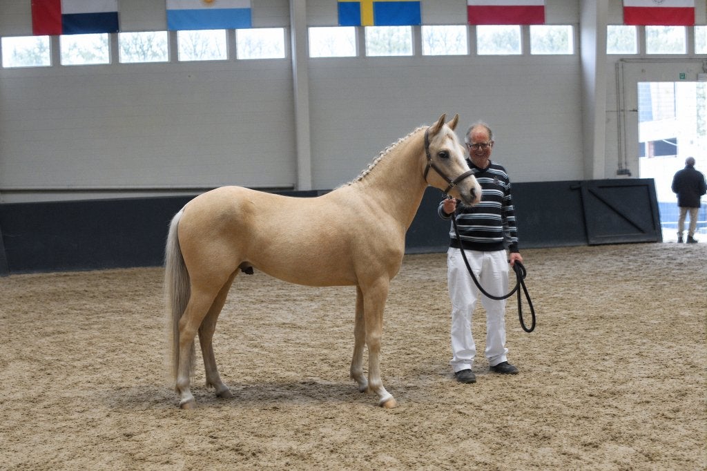 GOEDGEKEURDE DEKHENGST! 2,5 jarige palomino D-pony, Avec pedigree, Poney D (1.37 m à 1.48m), Étalon, Non dressé