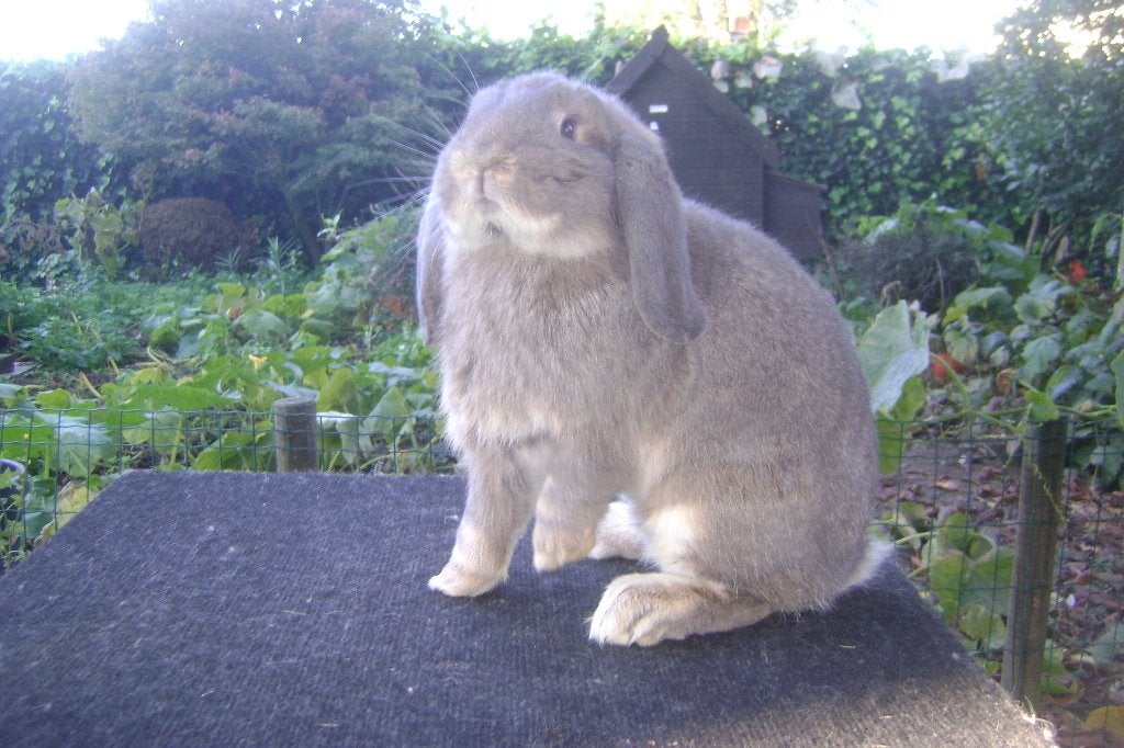 Blauwgrijze Duitse hangoor, Dieren en Toebehoren, Mannelijk, Middelgroot, Hangoor