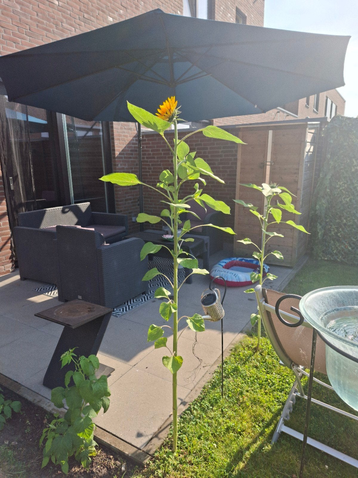 ZWEEFPARASOL eendengroen, Jardin & Terrasse, Parasols, Neuf, 3 à 4 mètres, Enlèvement ou Envoi, Étanche