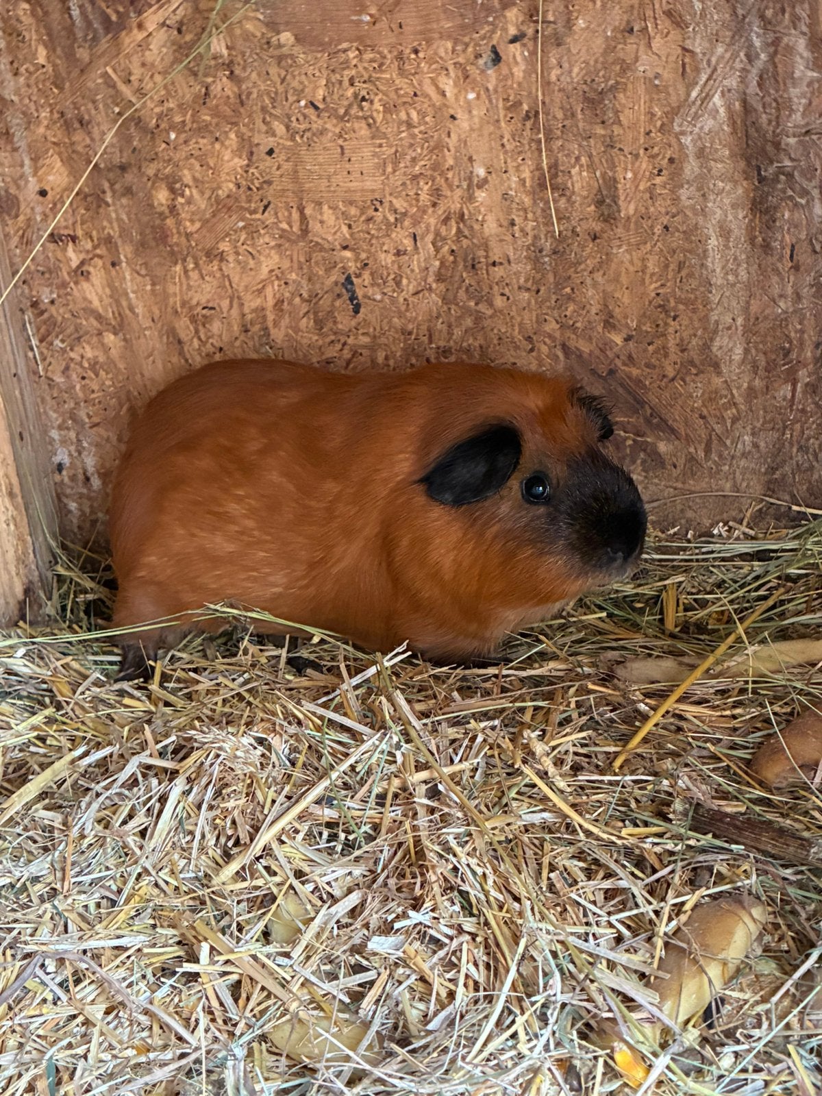 Mannelijke cavia, Dieren en Toebehoren, Knaagdieren, Cavia, Mannelijk, Juli, Tam