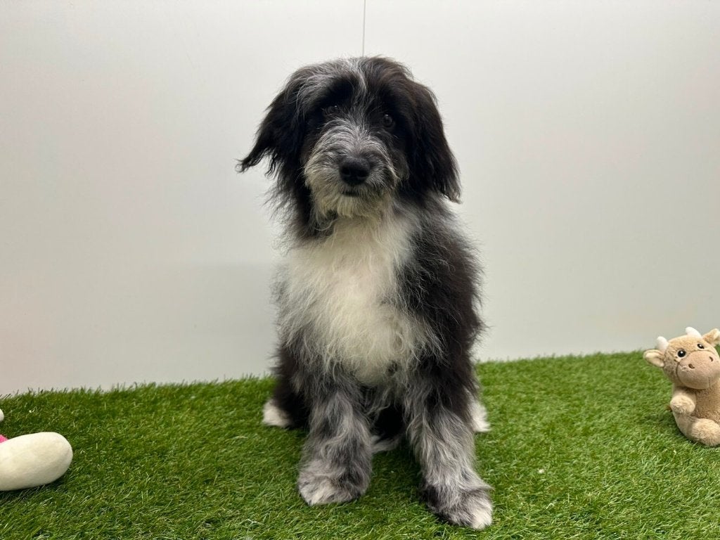 Bordoodle puberpups - Border collie & Poedel, België, 15 weken tot 1 jaar, Parvo, Meerdere