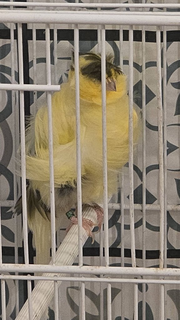 Canaris frise parisienne, Dieren en Toebehoren, Mannelijk, Postuurkanarie