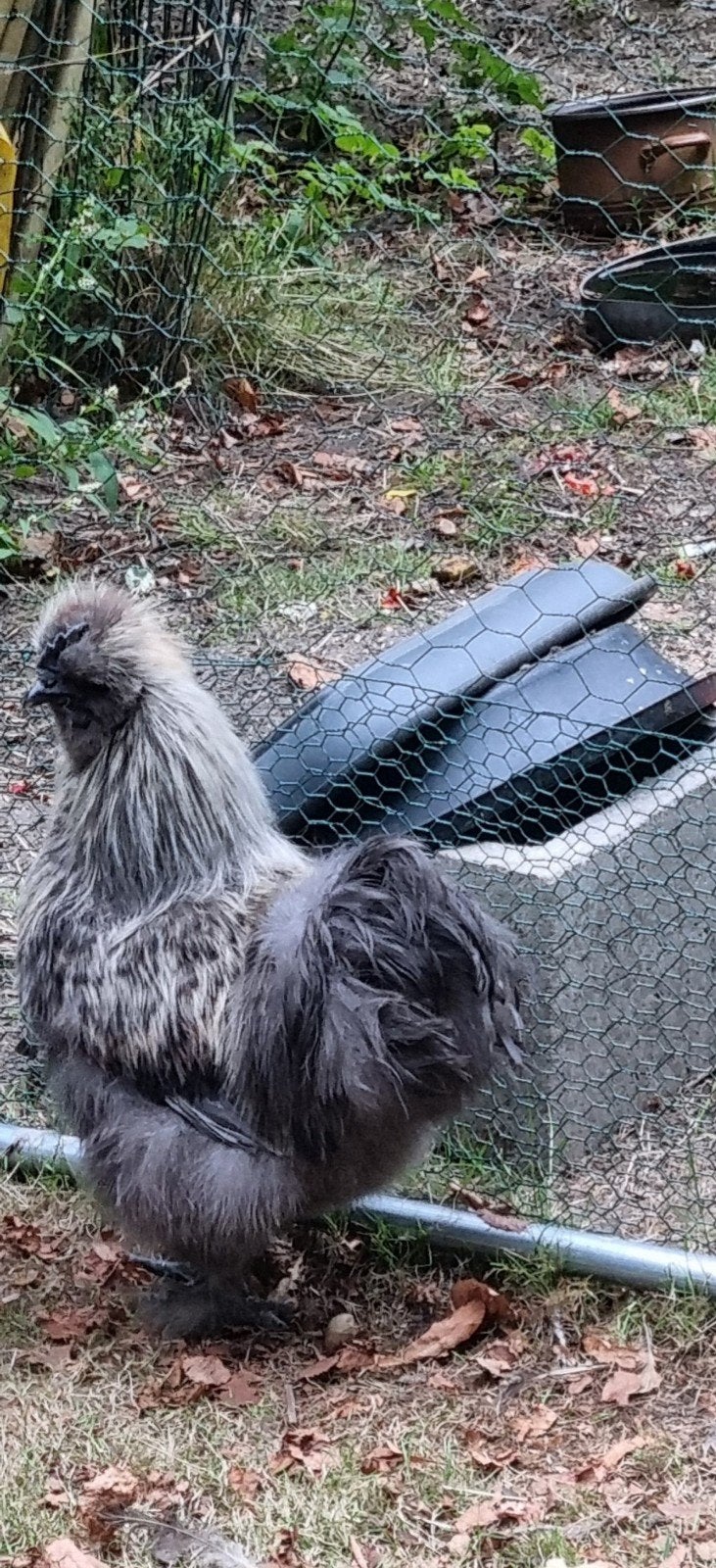 Gratis 2 Hanen zoeken nieuwe thuis, Mâle, Poule ou poulet