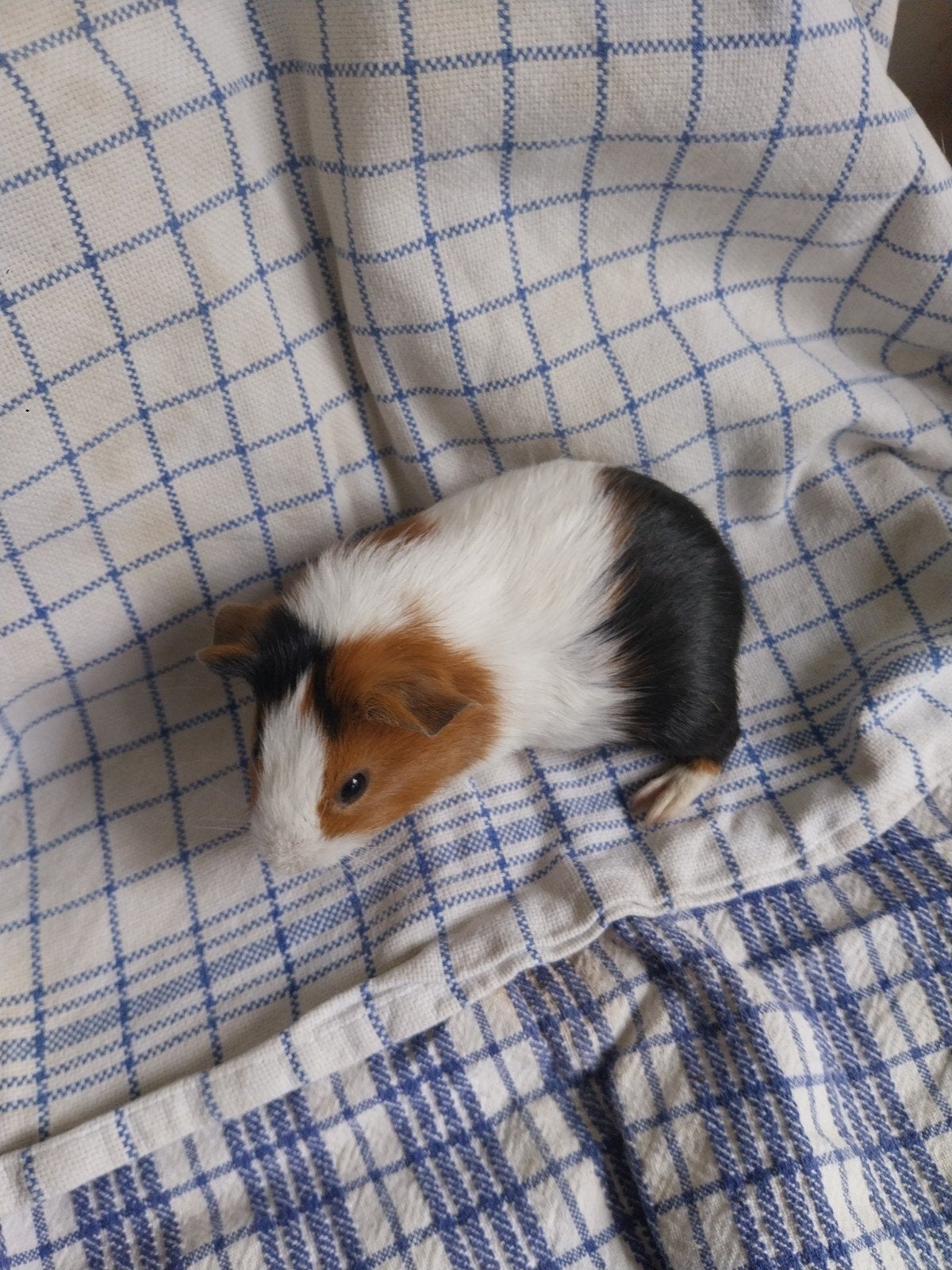 cavia's, Septembre, Cobaye