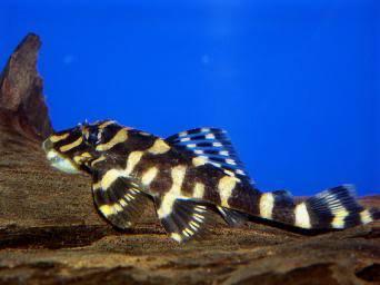 L052, L168 Butterfly Pleco (Dekeyseria picta), Dieren en Toebehoren, Vissen | Aquariumvissen, Zoetwatervis, Vis