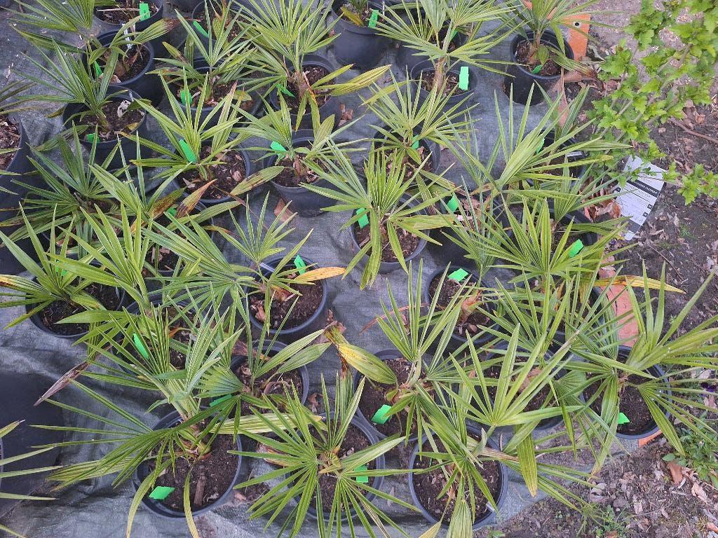 Trachycarpus princeps x wagnerianus palmbomen., Tuin en Terras, In pot, Halfschaduw, Ophalen of Verzenden, Lente