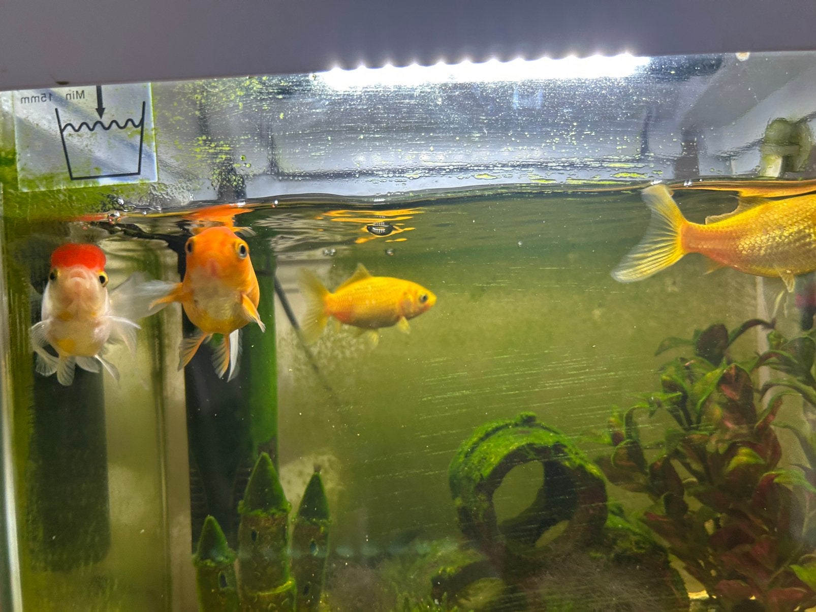 Aquarium te koop, Ophalen, Pomp, Zo goed als nieuw