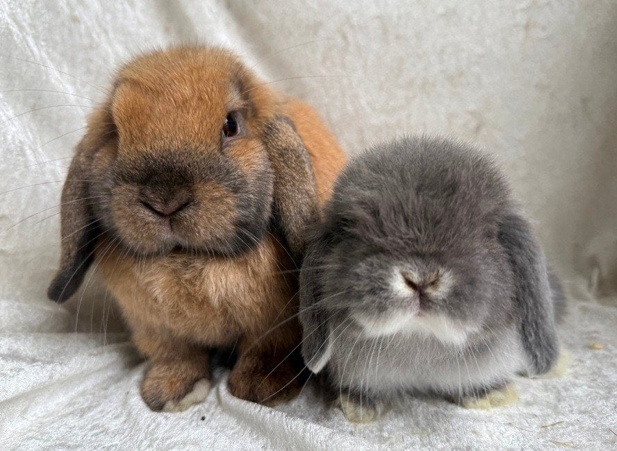 Prachtig mooi super lief handtam Minilop koppeltje, Plusieurs animaux, Petit, Oreilles tombantes, 0 à 2 ans