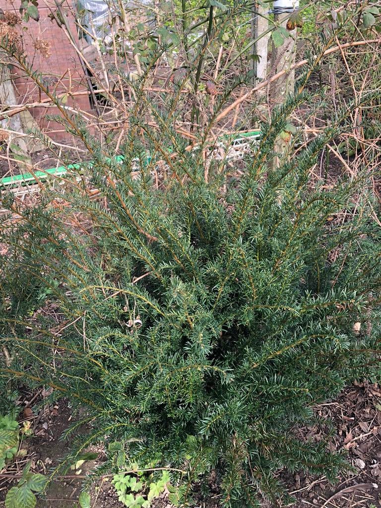 Taxus baccata, Ophalen of Verzenden, Taxus, Haag