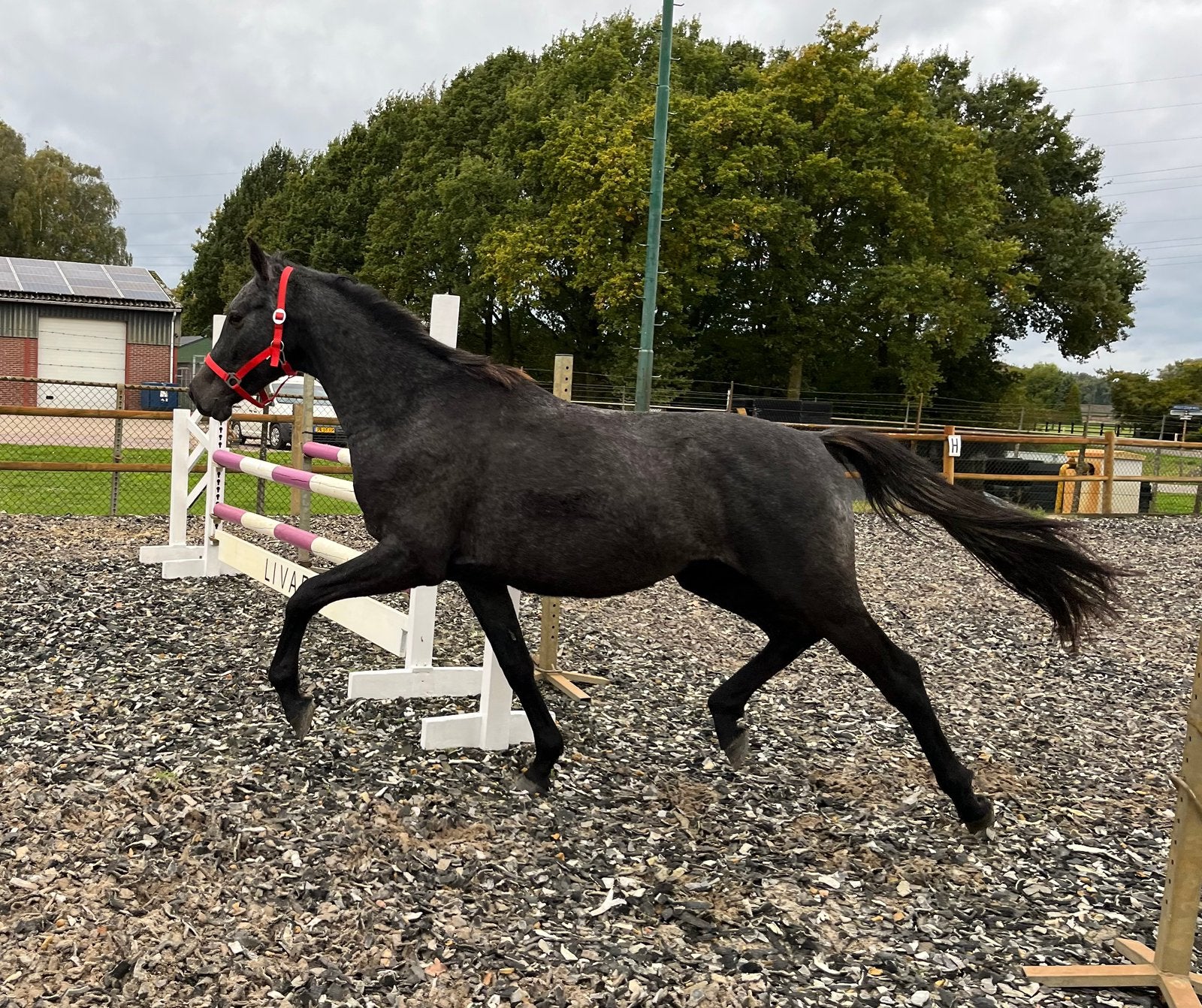 Dressuur kwpn hengst 2.5 jr, Animaux & Accessoires, Cheval de dressage, Moins de 160 cm, Étalon, 0 à 2 ans