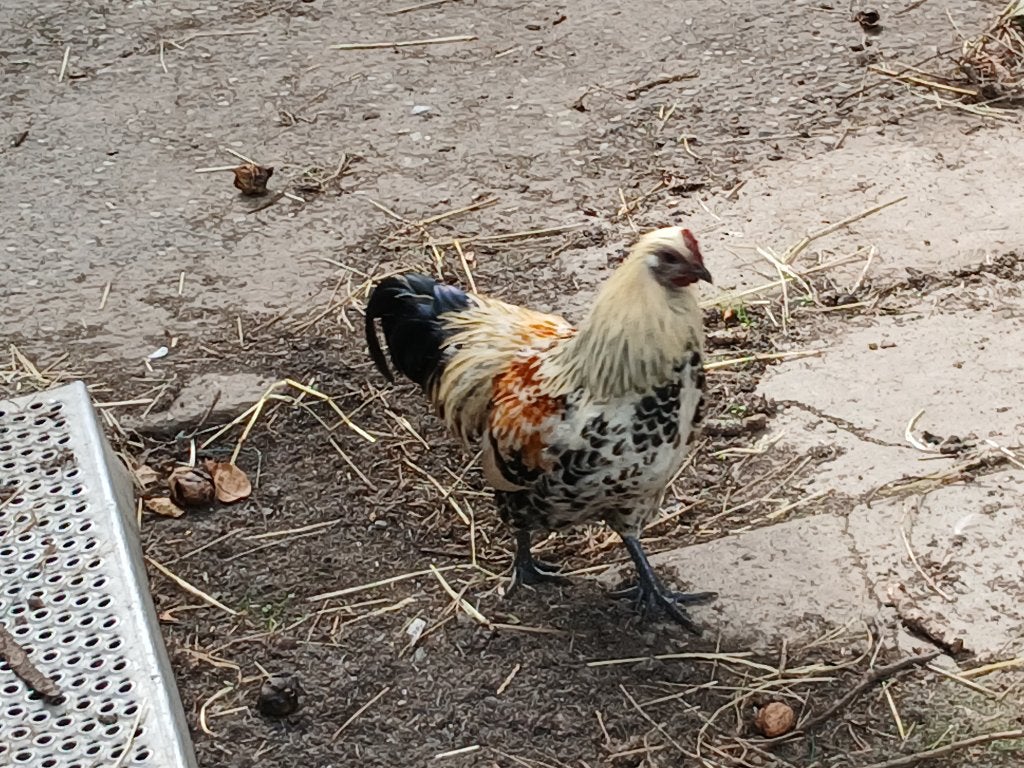 Rooster à vendre, Animaux & Accessoires, Volatiles, Mâle, Poule ou poulet
