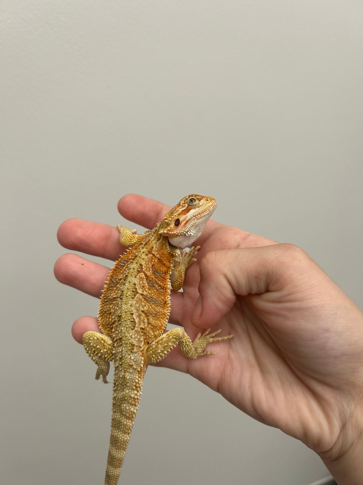 Hypo Citrus Orange Tiger 50% poss. Genetic Stripe, Dieren en Toebehoren, Hagedis, Tam, 0 tot 2 jaar