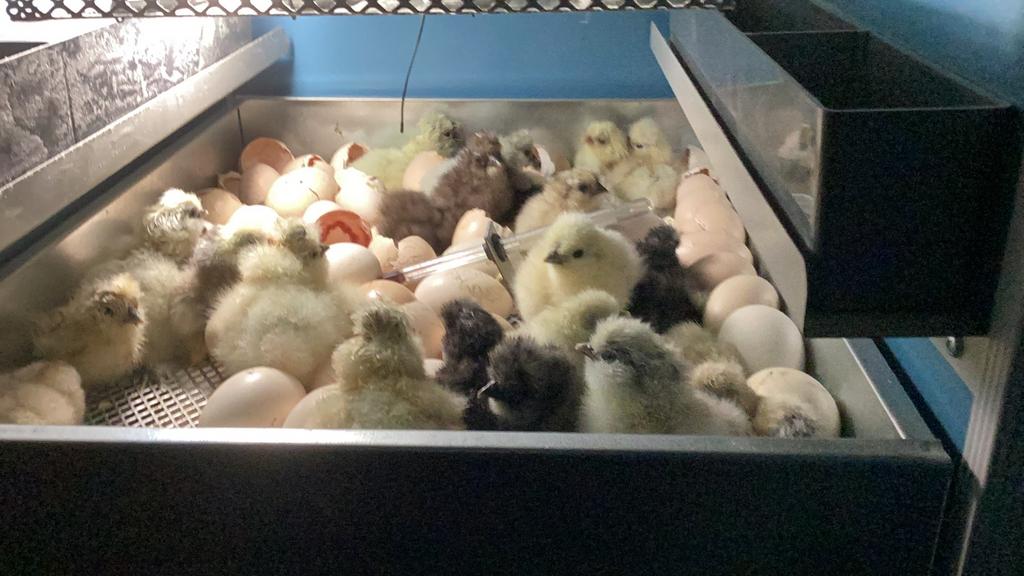 USA zijdehoenders kuikens, Sexe inconnu, Poule ou poulet