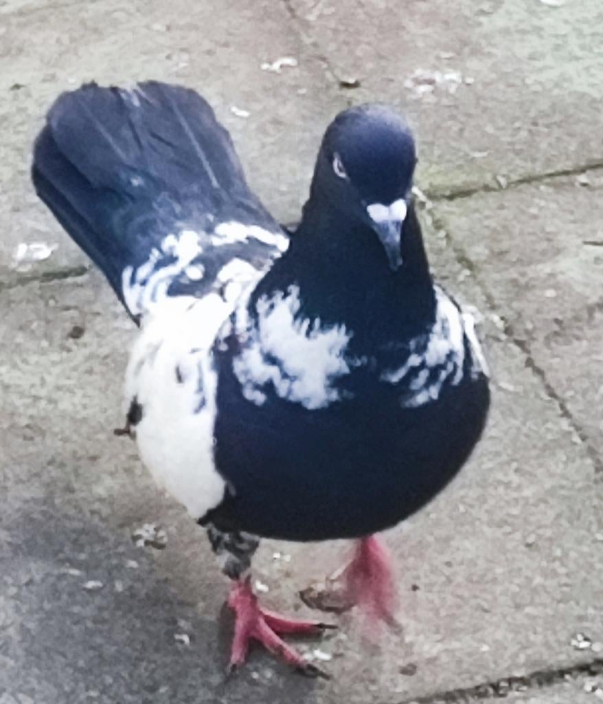 Duiven, Dieren en Toebehoren
