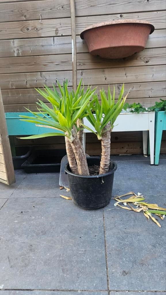 Yucca palmlelie per stuk 25 euro (4 stuks), Volle zon, Vaste plant, Zomer, Ophalen