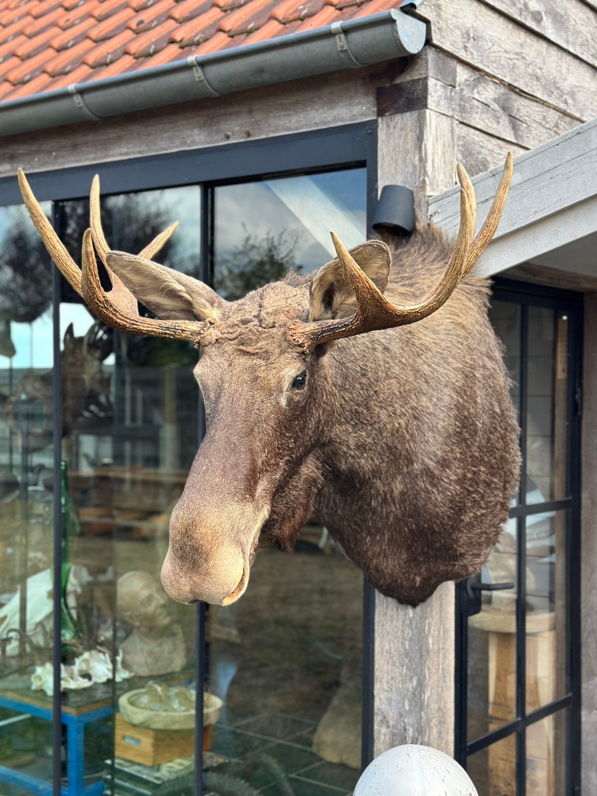 Eland taxidermie prachtig, Antiquités & Art, Curiosités & Brocante, Enlèvement