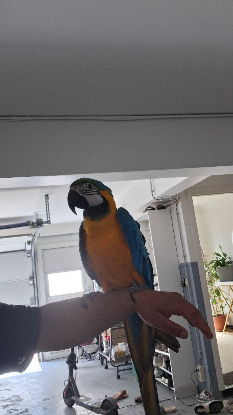 Ara Papegaai born in 16 January 2025, Dieren en Toebehoren, Vrouwelijk, Papegaai, Pratend