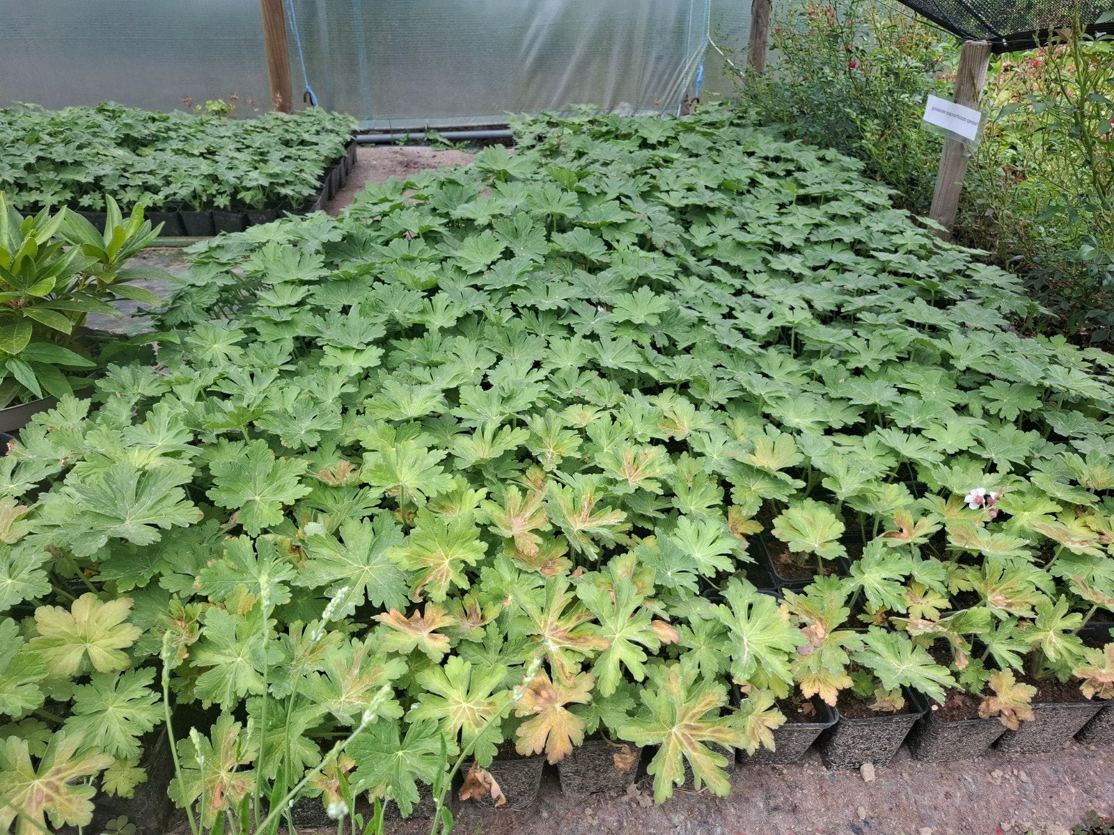 Geranuim spessart en geranium macrorrhizum, Jardin & Terrasse, Plantes | Jardin, Printemps, Couvre-sol, Enlèvement, Plante fixe