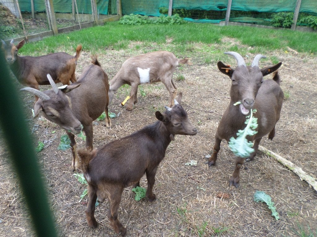 dwerggeitje, Animaux & Accessoires