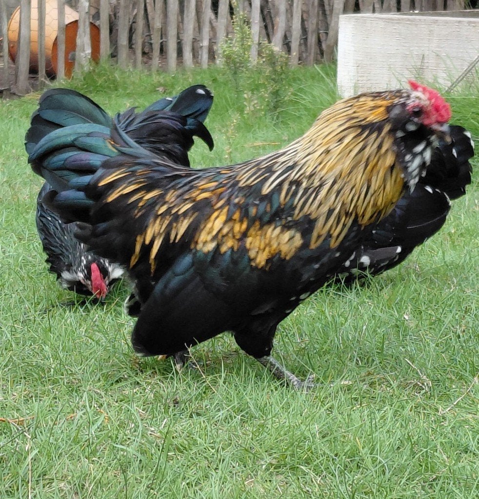 Antwerpse baardkriel haan 2026, Mâle, Poule ou poulet