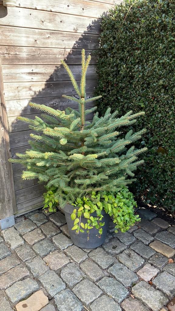 Planten en bomen, Tuin en Terras, Planten | Bomen, Ophalen, In pot