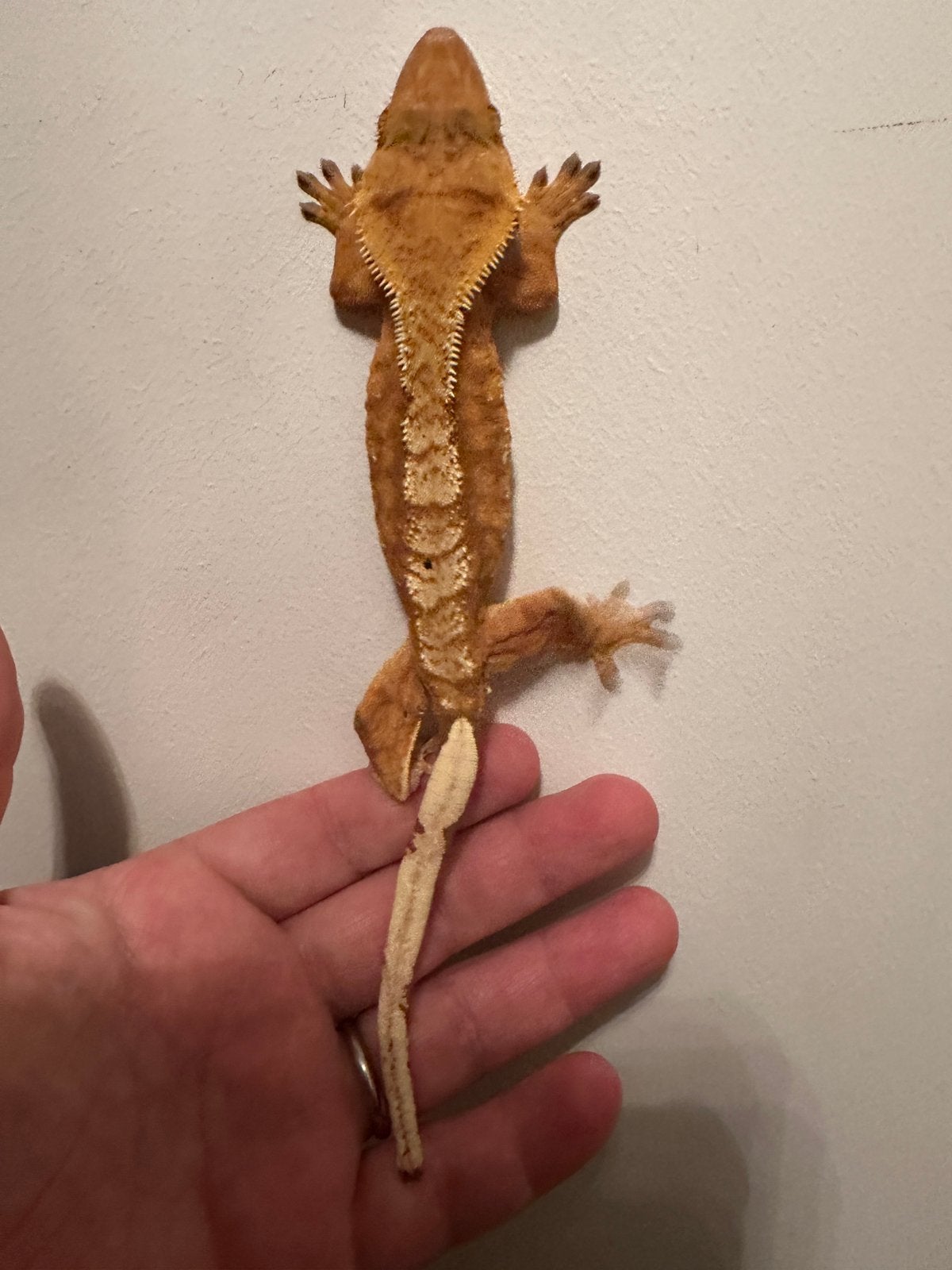 Wimpergekko gekko volwassen vrouw 2,5 jaar, Dieren en Toebehoren, Reptielen en Amfibieën