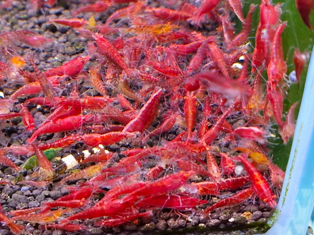 Neocaridina Bloody Mary - Rode Garnalen, Animaux & Accessoires, Homard, Crabe ou Crevette, Poisson d'eau douce