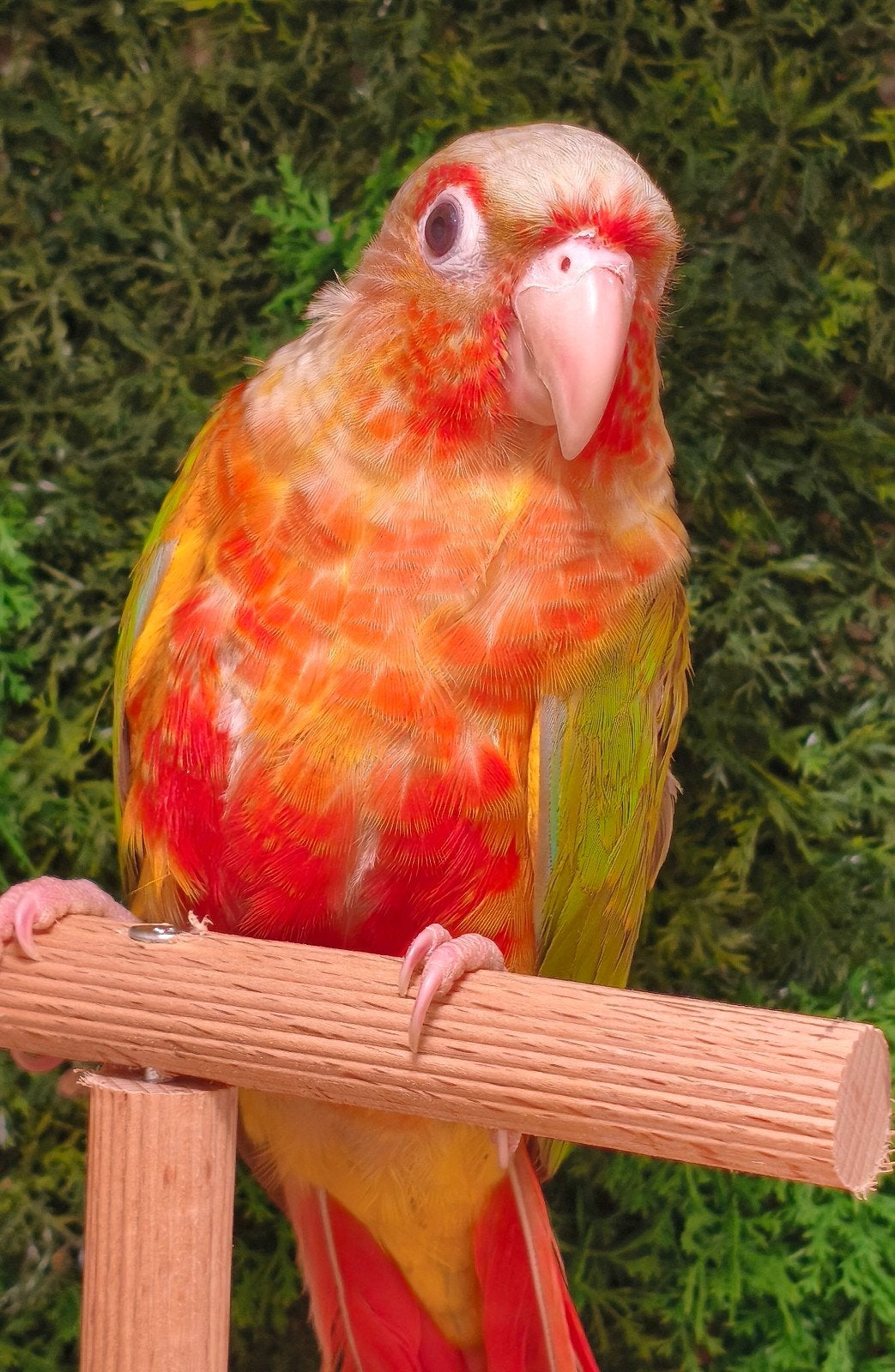 man pyrrhura pineapple rood, Mannelijk, Dwergpapegaai of Agapornis, Geringd