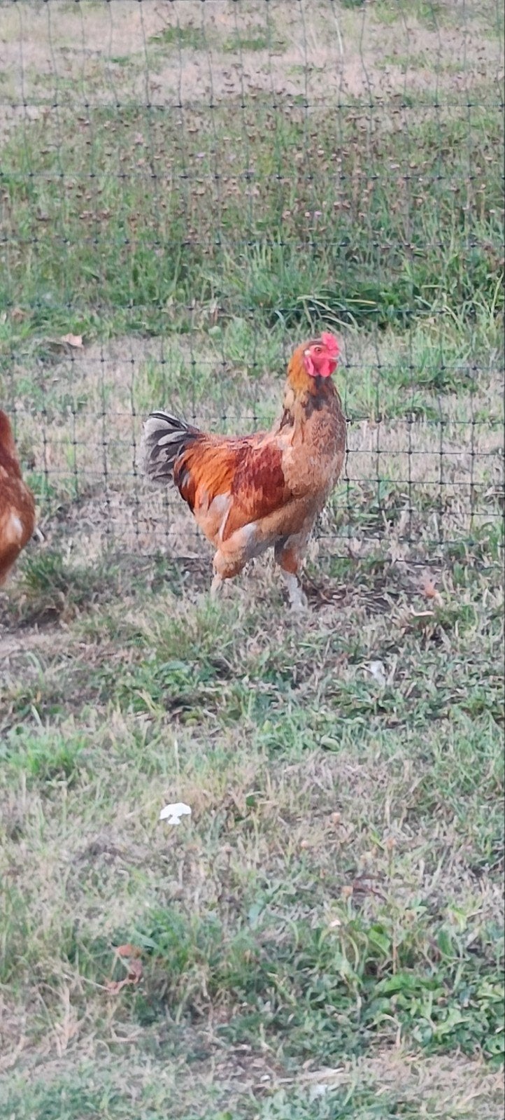 jonge haan, Animaux & Accessoires, Volatiles, Mâle