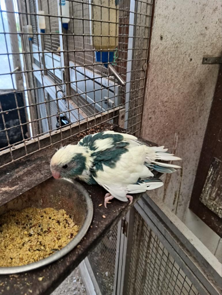 Kakariki panaché, Animaux & Accessoires