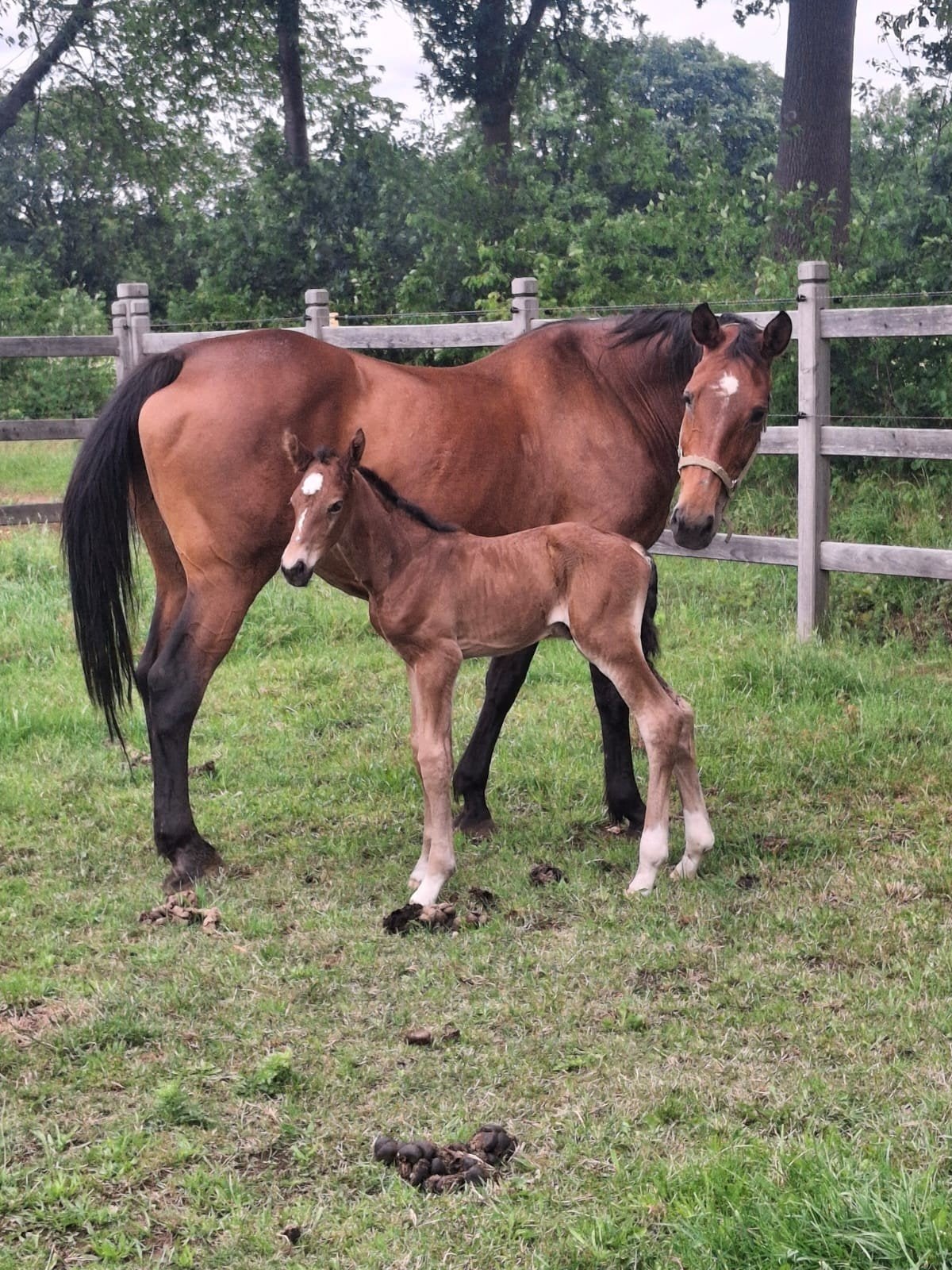 Bwp merrie, Dieren en Toebehoren, Paarden, Hengst, Z