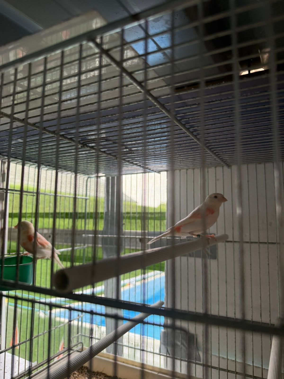 Canaris, Animaux & Accessoires, Femelle, Canari de couleur