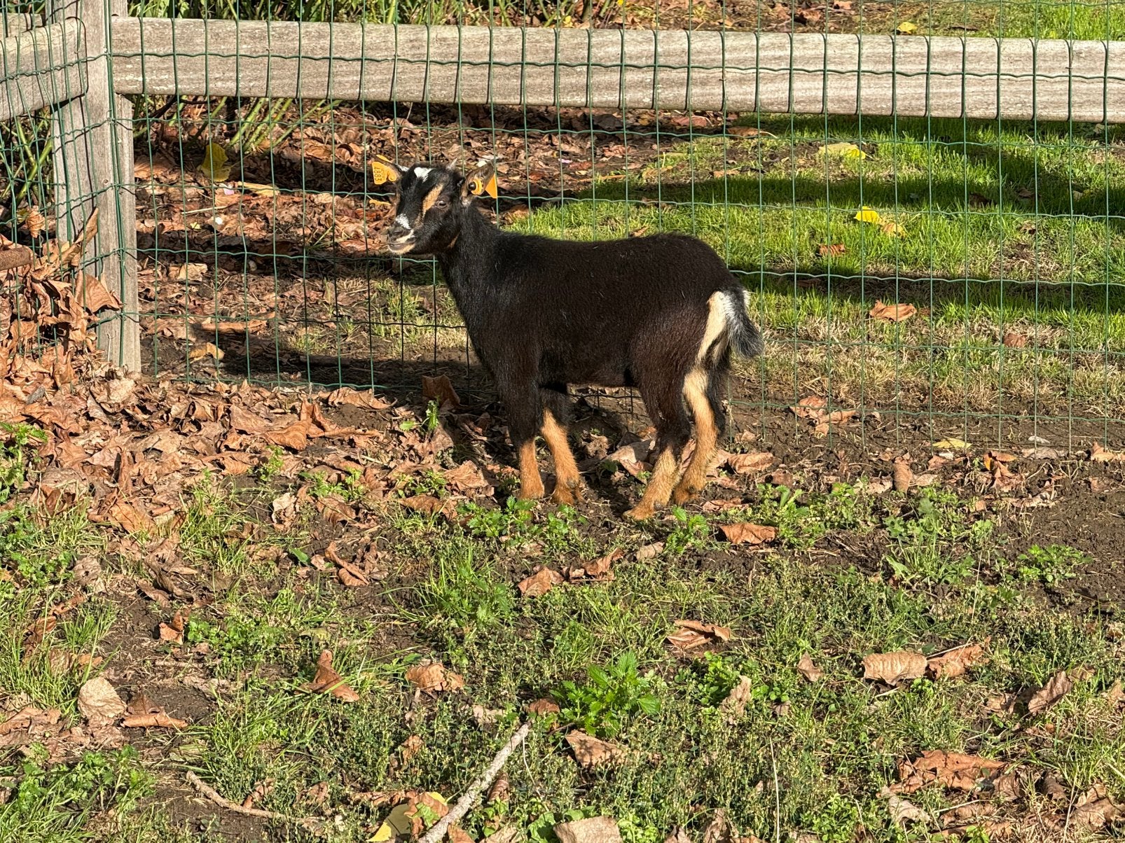 Black and tan mieke