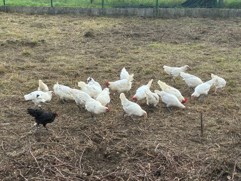 30 jonge kippen van 3/4 maanden oud!, Vrouwelijk, Kip