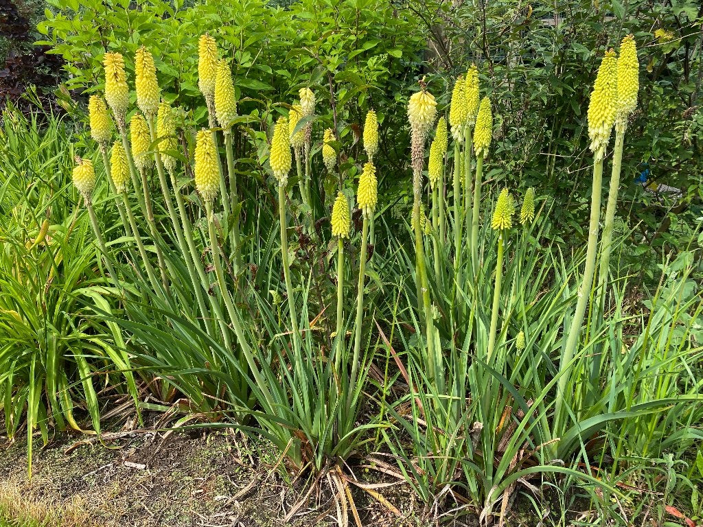 Plantes Flare, Enlèvement, Plante fixe