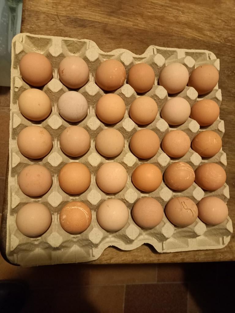 Broedeieren Parelhoen, Dieren en Toebehoren