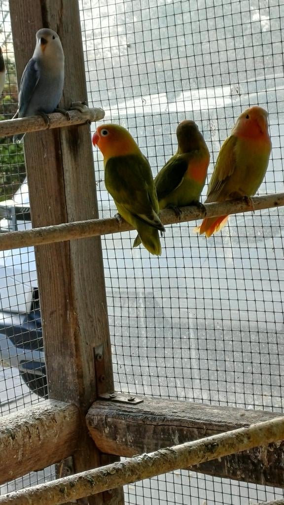 Dwergpapegaaien, Dieren en Toebehoren