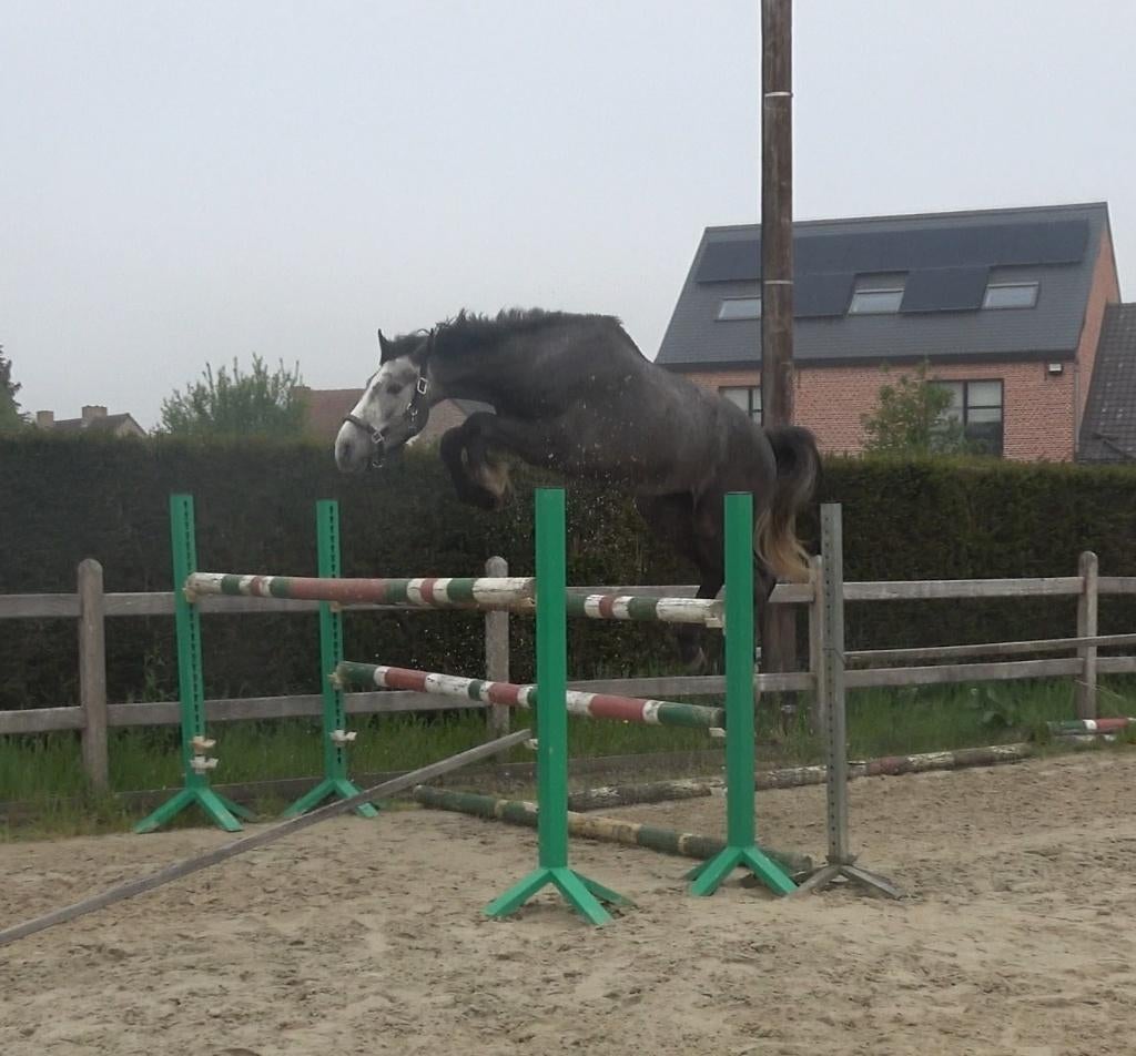 Buitenkans beloftevolle BWP ruin, Dieren en Toebehoren, Springpaard, Met stamboom, Ruin, Zadelmak