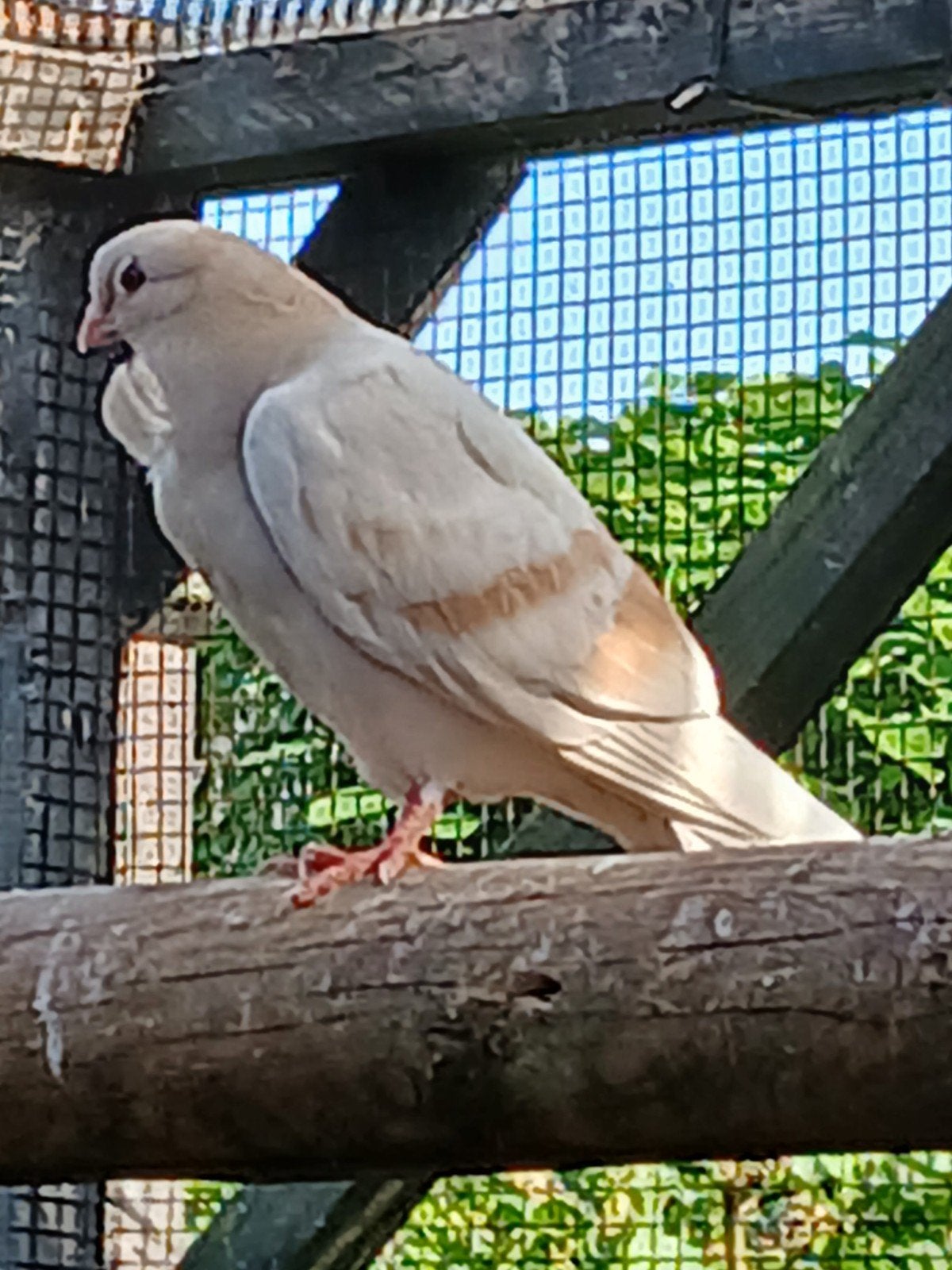 figurita's, Dieren en Toebehoren