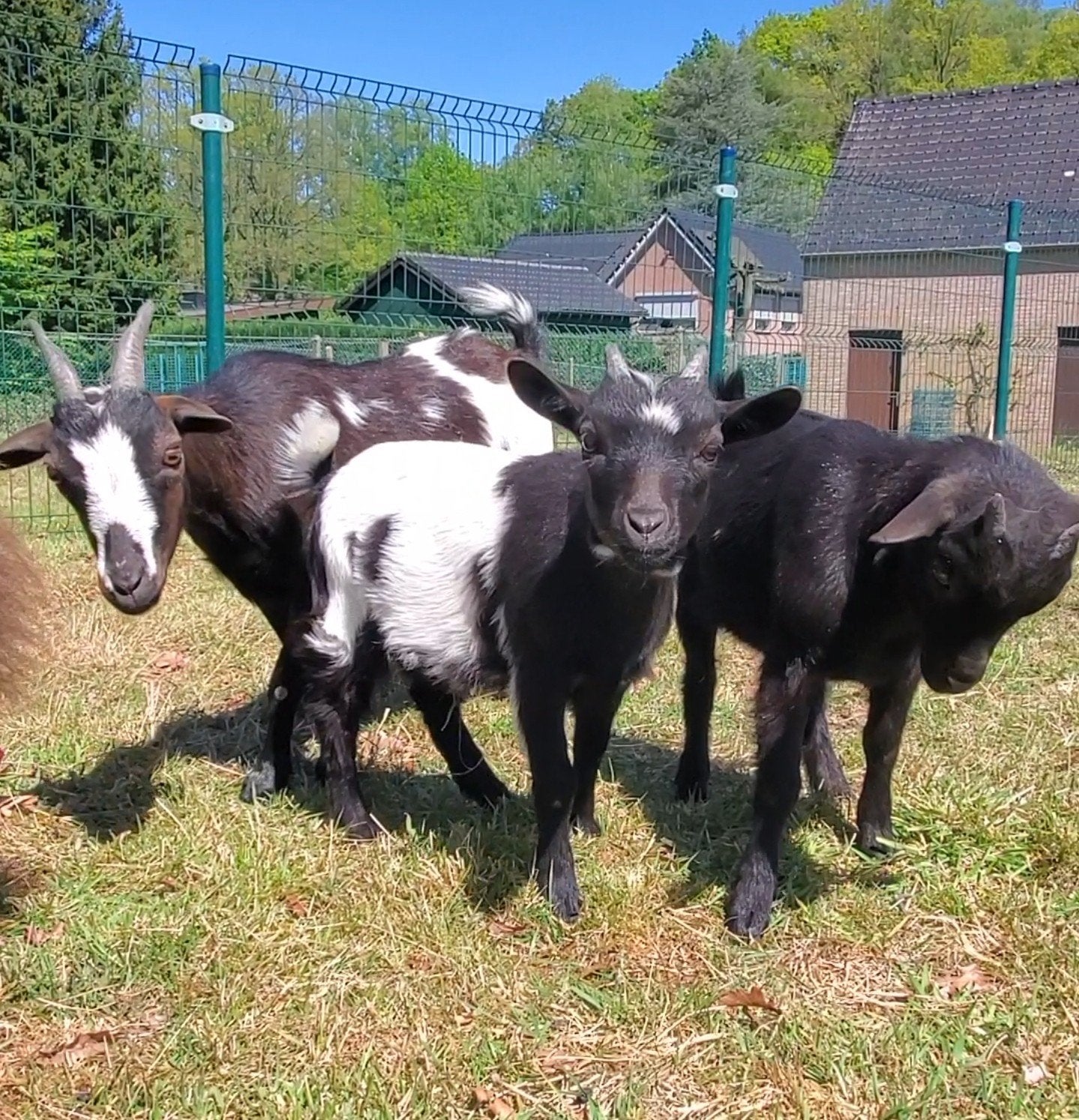 3 lieve tamme dwerggeitjes. Eventueel met toebehoren!, Meerdere dieren, Geit, 0 tot 2 jaar